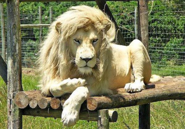 31. Dnyann belki de en karizmatik hayvan aslan, hem de beyaz. Bu aslan fotojenik olmasn da kim olsun?