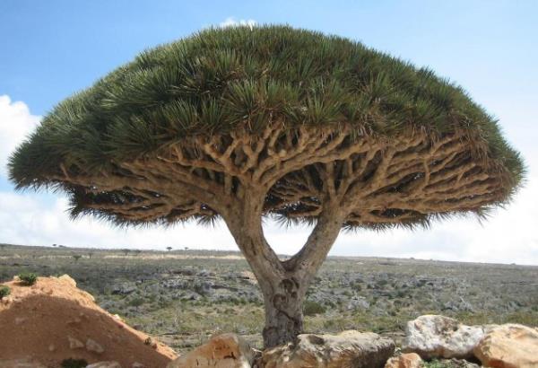 Socotra - Yemen