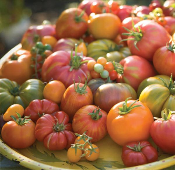 <b>Domates ve domates rnleri:</b> Alfa-tokoferol, flavanoidler ve zelikle karotenoitler( beta-karoten) gibi nemli antioksidanlar bakmndan zengindir.