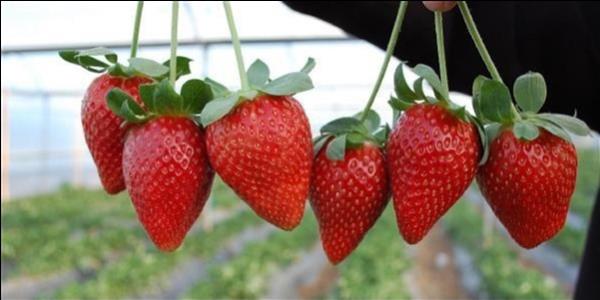 9. Folik asit, vitamin B5 ve bitamin B6 ierdii iin salarnzn dklmesini engelliyor