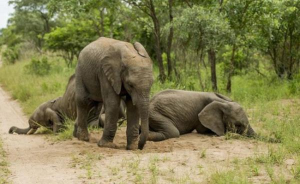 Kendilerini dengede glkle tutan filler, kalktklar gibi yere yld.