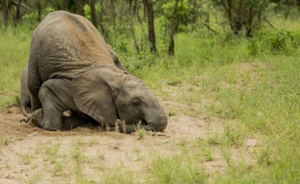 te sarho fillerin ve bir sre nce ayn durumu yaayan gorilin fotoraflar...