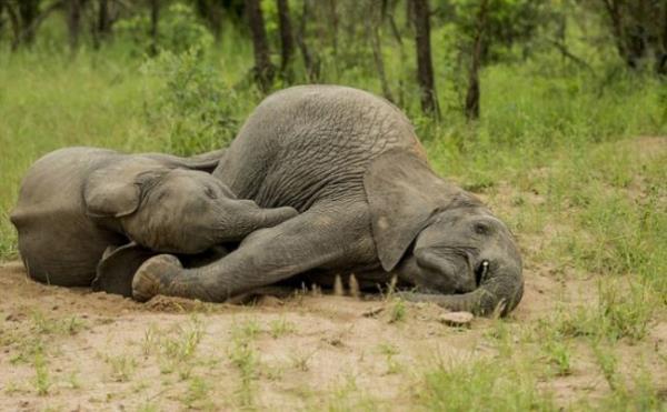 Gney Afrika'daki Singita Kruger Ulusal Park'nda rastlanan sarho filler, grenleri olduka artyor. Bu fillerin hikayesi de en az grntleri kadar ilgin.