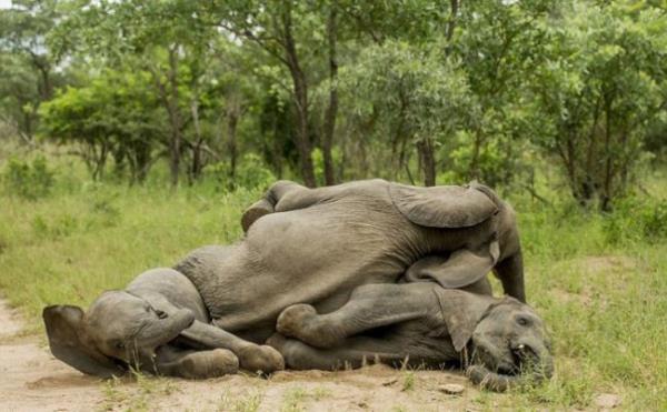 Milli Park'ta koruma altnda tutulan fillerden , blgede bulunan ve sarho edici zellie sahip olan marula meyvesinden bol miktarda yedikten sonra ayaa dahi kalkamad.