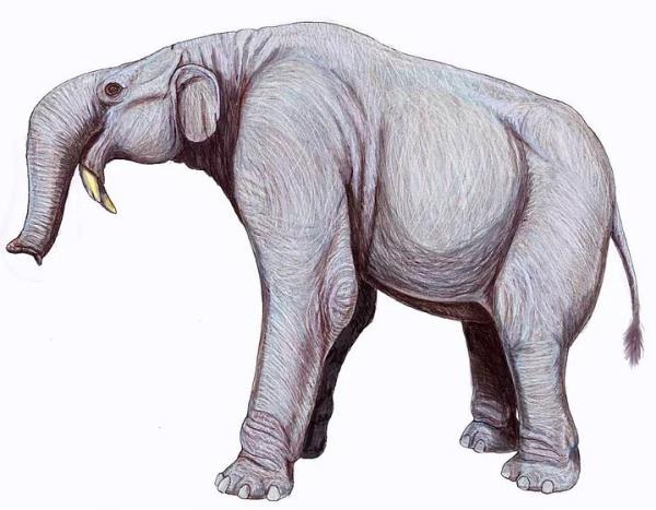 <p><b>6- Deinotherium</b></p>  <p>Deinotherium, hortumlulardan kazıcı savunma dişi bulunan memeli hayvan fosili. Bu cins tek başına deinotheridae familyasını teşkil eder.</p>    Bu hayvanların boyu ve dış görünüşü fili andırır, fakat azı dişleri tapirinkine benzer. Alt çenesine aşağı doğru kıvrık ve gayet kuvvetli savunma dişleri bulunur. Kemiklerine Eski Dünya'nın (Avrupa, Asya, Afrika) çeşitli ülkelerinde miyosen tabakalarında rastlanır. Örnek türü Deinotherium giganteum un yüksekliği 5 m, uzunluğu (hortum hariç) 6,5 m tahmin edilmektedir.