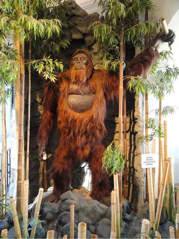 <p><b>12- Gigantopithecus</b></p>  En byk hominini trlerinden. nsan dostlarndan. Yeti efsanesini balatan canl olabilir.