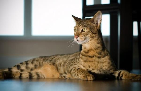<b>1. Ashera kedisi :</b> 22,000 dolar Neyse ki egzotik evcil hayvan hayranları bu Asya-Afrika melezi leopar ve ev kedisi için 22,000 dolar ödemek zorunda kalmayacak.