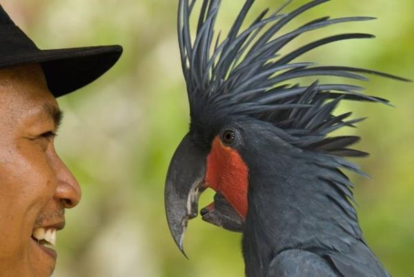 Palmiye kakadusu, kakaduların en iri yapılı ve tüm papağanların en iri gagalı olanıdır. Yalnız yaşayan ve uzunluğu 65-75 cm arasında değişen bu türün kırmızı renkli çıplak yüzü heyecanlandığında mavileşir.