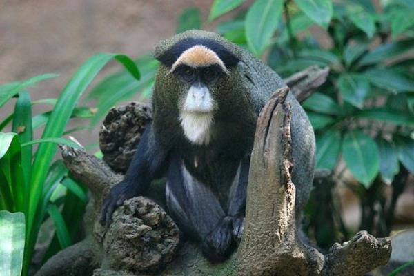 <b>5. De Brazza'nın maymunu:</b> 10,000 dolar Yaklaşık 22 yıl yaşadıklarından bu hayvana ömür boyu bakmaya hazırlanmalısınız.