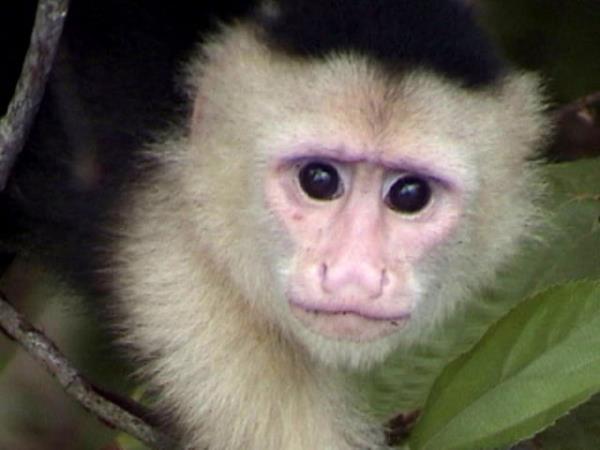 Faydalı özelliklerinden dolayı birçok insan bu maymunlardan edinmek istiyor.