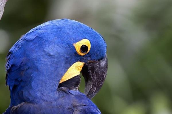 Palmiyelerin cevizleriyle beslenen ve Güney Amerika'da yaşayan sümbül mavisi renkteki bu güzel kuşlar nesli tükenmekte olan türler arasında olduğundan başka ülkelerde tutulması yasak.