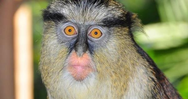 <b>7. Mona Guenon:</b> 8,000 dolar Dişi maymun türüdür. Doğal yaşam alanı Batı Afrika tropikal ormanlarıdır fakat her türlü orman hayatına uyum sağlayabilen bir donanıma sahiptir.