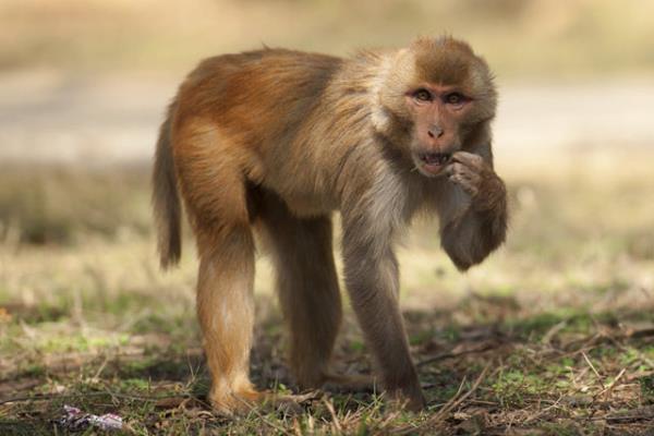 <b>9. Rhesus Macaque</b> 4,000 dolar Hint şebeği ya da rhesus maymunu, köpeksi maymunlar familyasının en iyi bilinen türlerinden biri.