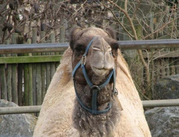 <b>6. Evcil tek hörgüçlü deve:</b> 10,000 dolar Tek hörgüçlü deve kolayca evcilleştirilebilir o kadar ki bu türün vahşi bir örneği olduğuna inanılmamaktadır.
