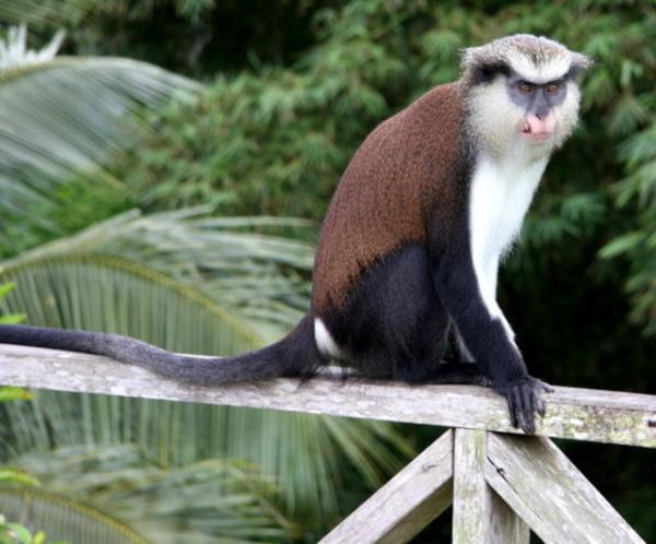 Bu maymunu evde beslemek bazı ülkelerde yasal değildir ve ona sahip olabilmek özel birtakım izinler gerektirmektedir ancak bunun için ufak bir servet ödemeniz gerekebilir.