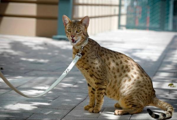 Çünkü artık bulunmuyor. Lifestyle Pets'in iddialarına göre, Ashera kedisi yetiştirenler aslında sadece Savannah kedilerini pahalılaştırıyordu.
