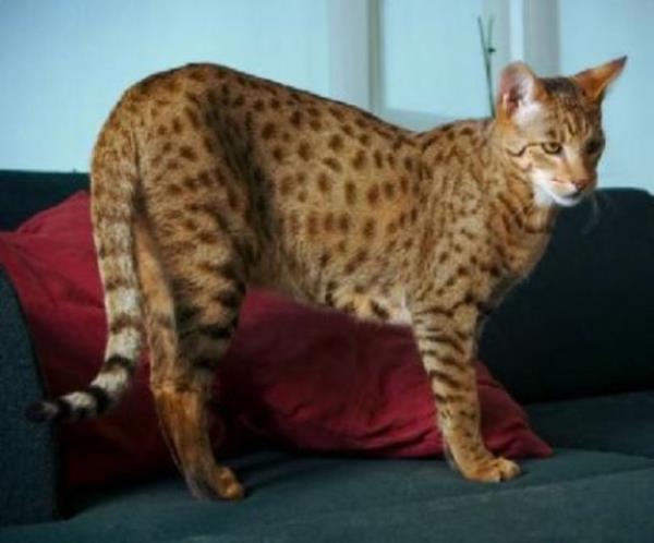 DNA kanıtları spekülasyonu doğruladı. Savannah kedileriyse sadece yabani Afrika kedisi kırması ev kedileri ancak yine de ona sahip olmak size 7,000 dolara patlıyor.