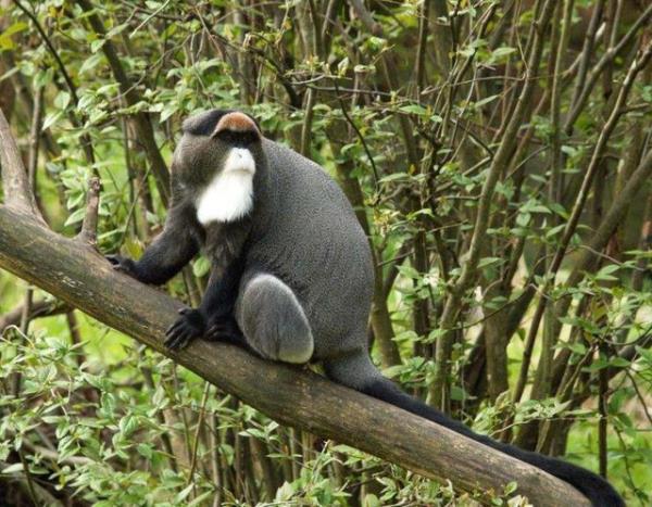 Bu primatlar sahiplerine karşı sadık ve arkadaş canlısı olabilir, ayrıca gruplarını korurlar. Bu da arkadaş canlısı maymununuzun, size tehdit olarak algılayabileceği diğer hayvan ve arkadaşlarınıza saldırabileceği anlamına geliyor.
