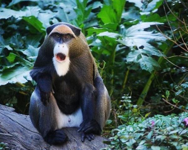 Adını onları keşfeden bir Fransız kaşiften alan ve oldukça nadir bulunan bu maymunlar çok utangaç ve saklanmakta ustalar. Bu, onları bulup yakalamayı zorlaştırıyor.