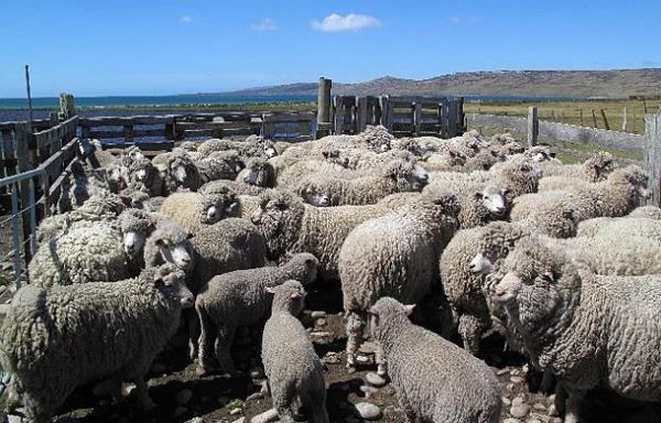 <p><b>5. Adam ba 350 koyun - Falkland Adalar (BK)</b></p>  Ada zerinde yaayan 3.000 kiiye karlk adada yaklak yarm milyon koyun bulunmaktadr. Adann en byk ticaret metasnn yn olduunu sanrz sylemeye gerek yok.