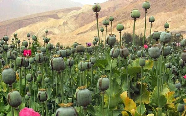 <p><b>24. Dnyann en byk afyon reticisi - Afganistan</b></p>  Dnyadaki afyon retiminin %95'i bu lkede olmaktadr. Amerika'nn 10 yldr bu lkede konulanyor olmas bile bu retimi azaltamamtr.