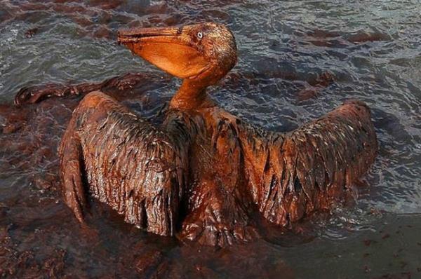 Bir pelikan Basra Krfez'inde petrol szntsna kurban gitmi. (2010)