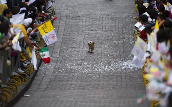 Papa'nn Meksika ziyaretindeki geit treninde Papa'y takip eden sevimli kpek. (2011)