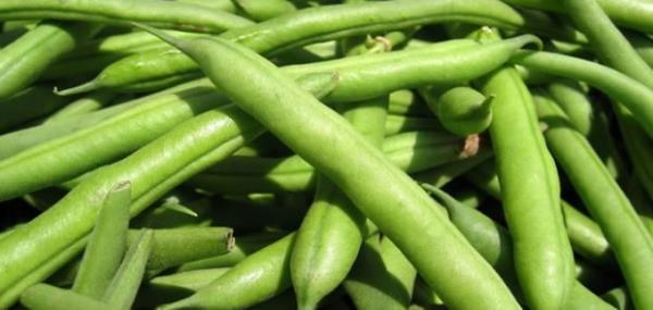 <b>Fasulye:</b> Fasulye glisemik indeksi en dk sebzedir. Bu nedenle fasulye yenildiinde kan ekeri ykselmez hatta ekeri dengede tutar. Bu nedenle fasulye eker hastalar iin en nemli besin maddelerinden biridir.