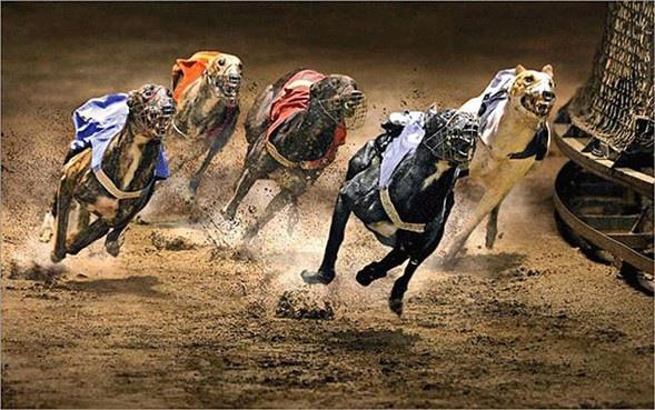 Shui Kee Janet Yim, Hong Kong