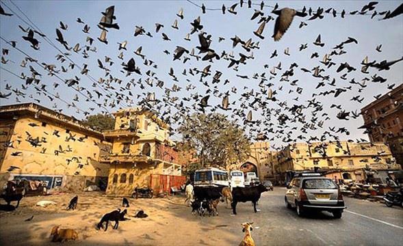 Maciej Makowski, Polonya