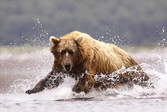 Michael Hume, ngiltere