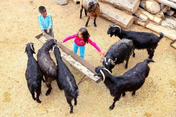 Daha nce okuldaki tiyatro gsterisinde oynadn bildiren Bykgursak, unlar kaydetti: "Okuldan geldikten sonra keilerimizi seviyorum onlarla oyun oynuyorum. Arkadalarmla bisiklet sryorum. Koyunlarmz otlad yere gtryorum."