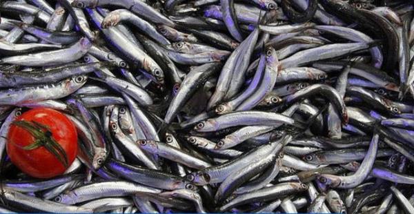 Hamsi fiyatlar yzleri gldrd