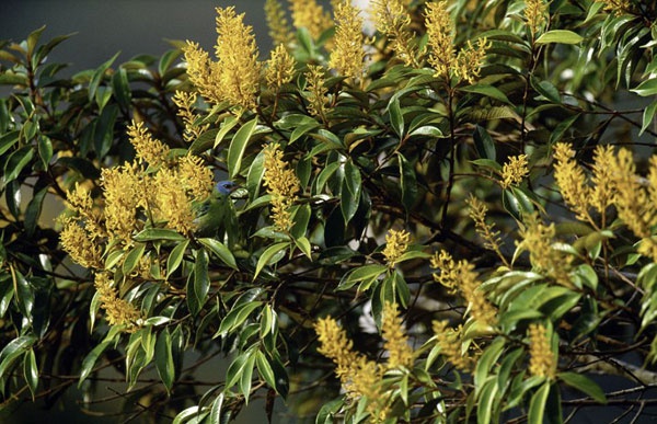 Panama'da yeillikler arasnda kaybolan ku.