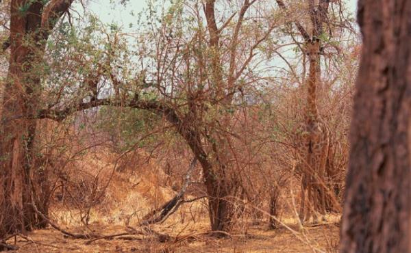 Gney Afrik'da aalarn arasnda zrafa.