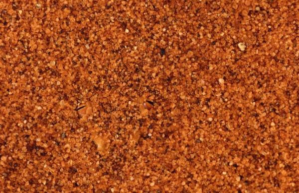 Nambiya'da kum tanelerin arasnda gzken ylan gzleri.