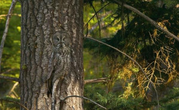 ABD'nin Oregon eyaletinde ekilen, aacn kovuuna saklanan bir bayku.