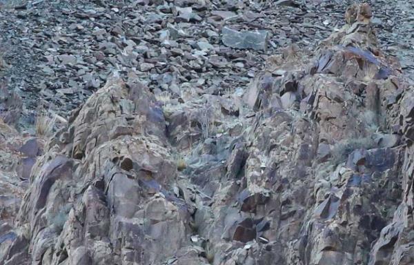 Kar leoparlar doa ile tamamen uyum salayabilen hayvanlardan biri...