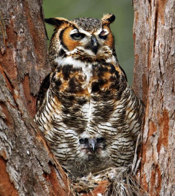 Fotoraf Marina Scarr, parkta bir baykuun fotorafn ekti. Scarr, daha sonra fotorafta bir deil iki bayku olduunu grerek ard. Florida'da Desoto Park'ta anne baykuun, yavrusunu mkemmel bir ekilde kamufle ettii grlyor.