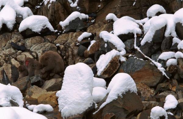 Japonya'da kayalklar arasnda maymunlar.