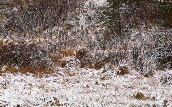 Karlar arasnda kamufle olan akal.