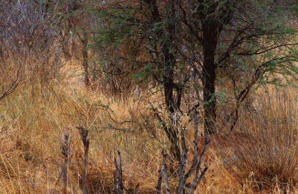 Gney Afrika'da bitkilerin arasnda kaybolan impala.