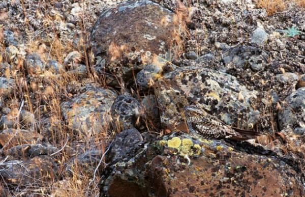 Kayalklar zerinde oturan ku.