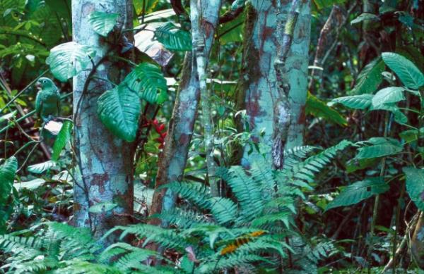 Yamur ormanda aacn dallarnda oturan papaan.