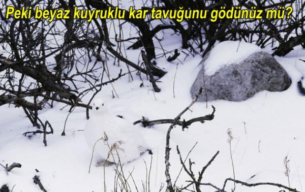 ABD'li vahi yaam fotorafs Art Wolfe'un (61) ektii 'kamuflaj' fotoraflar byk ilgi topluyor. Doayla hayvanlarn i ie getii fotoraflarda sanat, hayvanlarn doann bir paras olduuna vurgu yapyor. Gney Afrika, Kanada ve Hindistan?n da aralarnda bulunduu pek ok farkl blgeyi ziyaret eden Wolfe, projeyi 1980?den beri srdryor. Kanada'nn Manitoba kentinde karlarn iinde grlen beyaz kuyruklu bir kar tavuu.