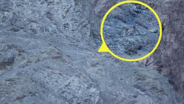 te kar leopar ve onun avn pusuya drme anlar.