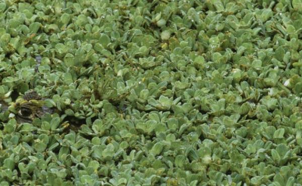 Venezella'da yapraklarn altndan gzleri gzken kayman timsah.