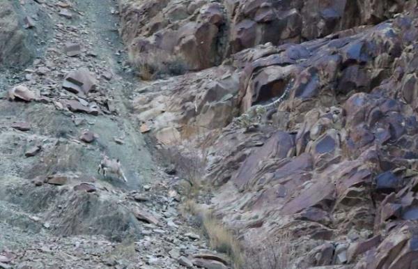 Krk ile Himalaya dalarnn adeta bir paras gibi grnen leoparlar fotorafta bulmak neredeyse imkansz...