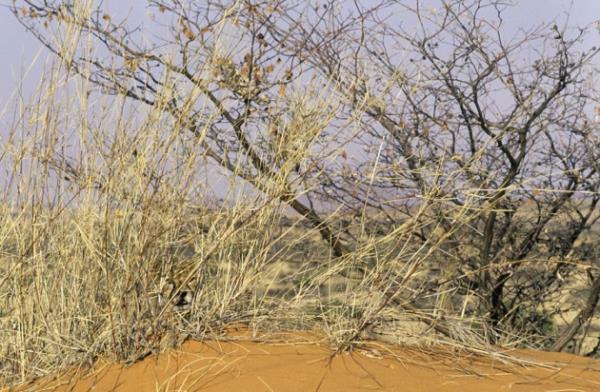 Gney Afrika'da kumluklar arasnda gizlenen ita yavrusu.