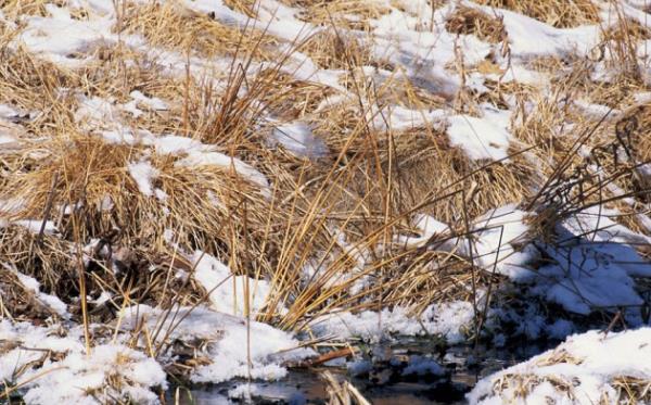 Minnesota eyaletinde derenin kysnda bitkilerle rtnen su ulluu.